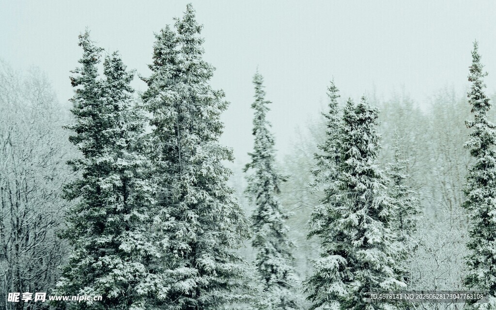 雪覆松林美景