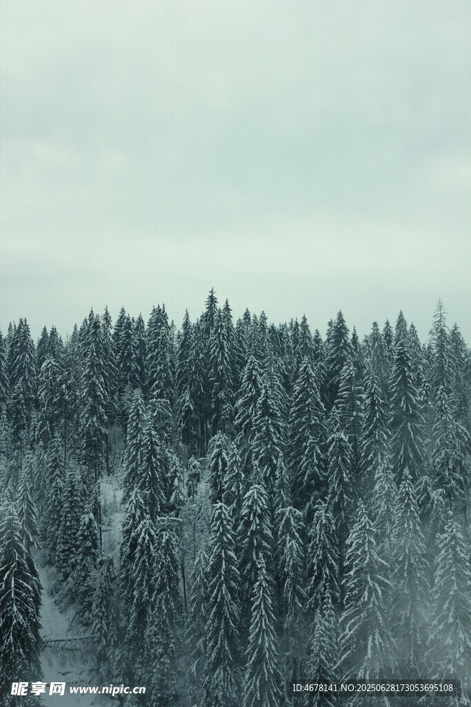 冬日雪覆森林美景