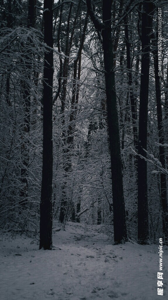 冬日雪覆森林静谧景象