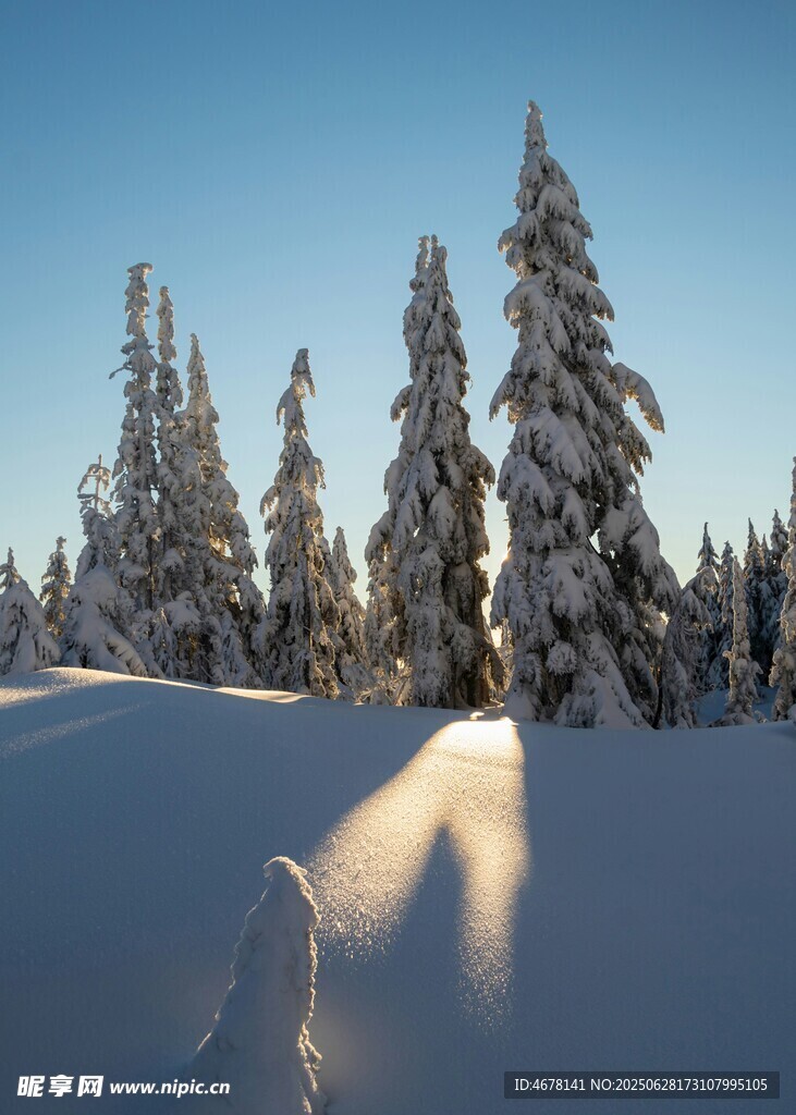 冬日雪林美景