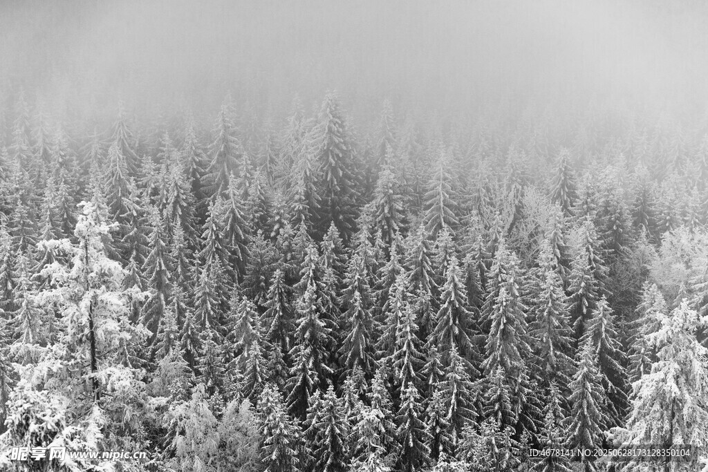 雪覆森林静谧冬日景象