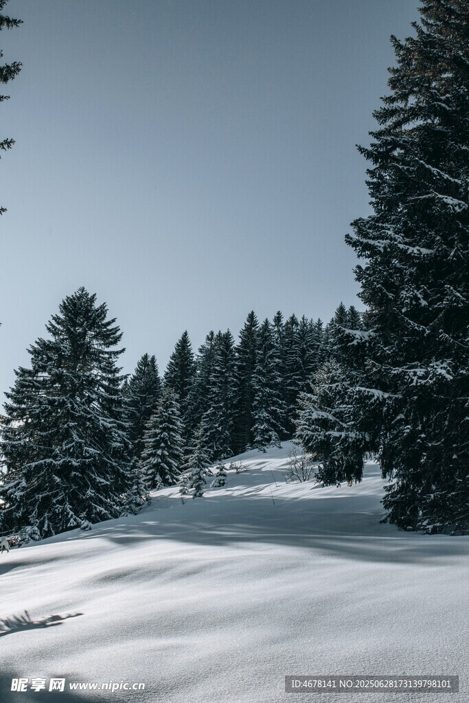 冬日雪林美景