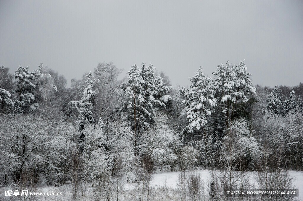 雪覆树林冬日美景