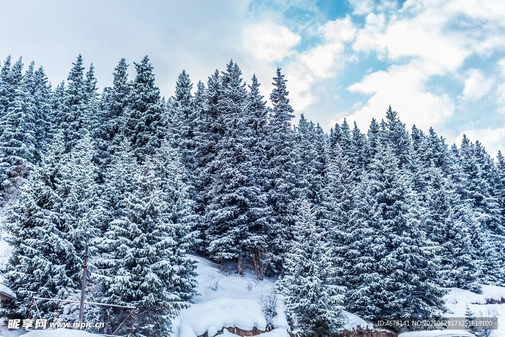 雪覆松林美景