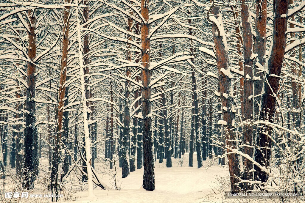 冬日雪林美景