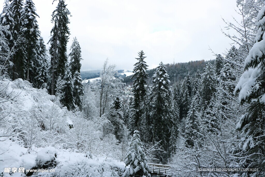 冬日雪覆森林美景