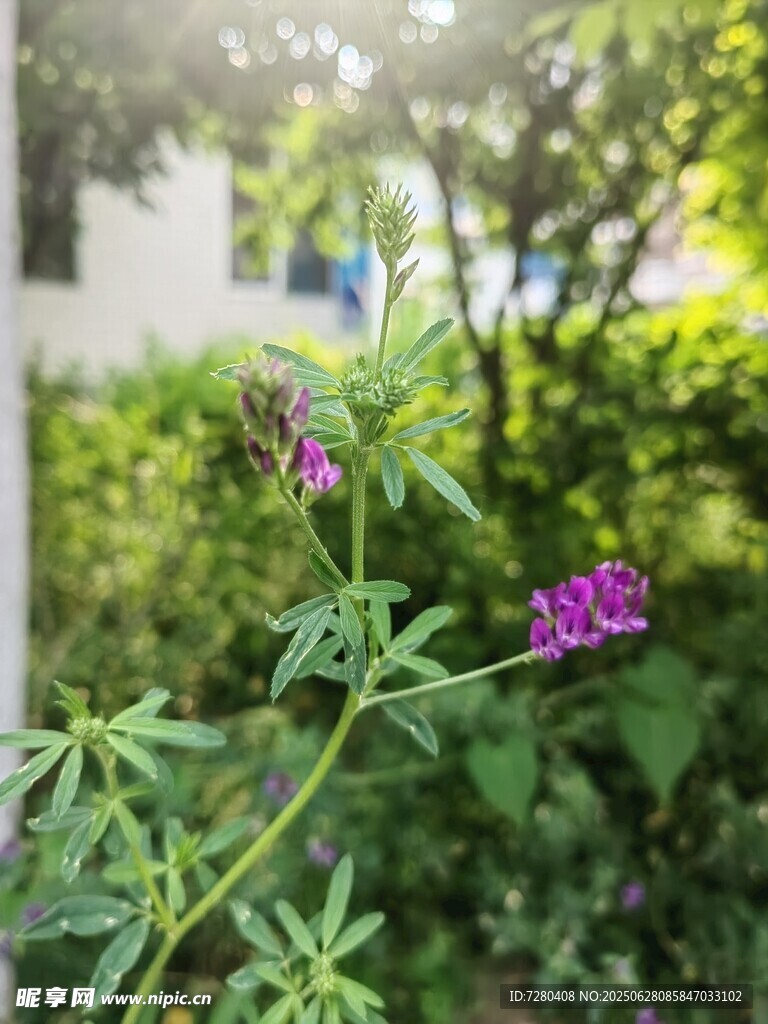 紫色小花绽放于绿叶间