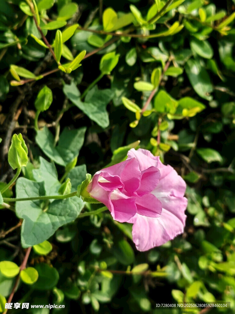 娇艳粉色花朵绽放绿叶间