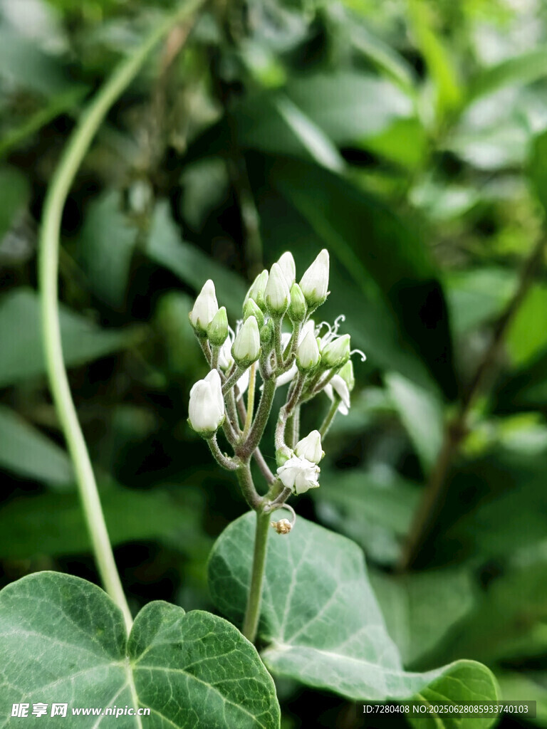 绿叶间的白色小花