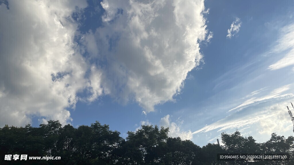 蓝天白云下的树梢美景