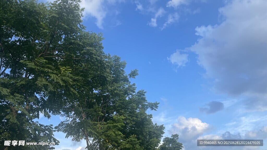 蓝天绿树风景图