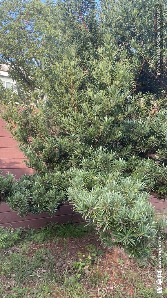 茂盛绿植景观