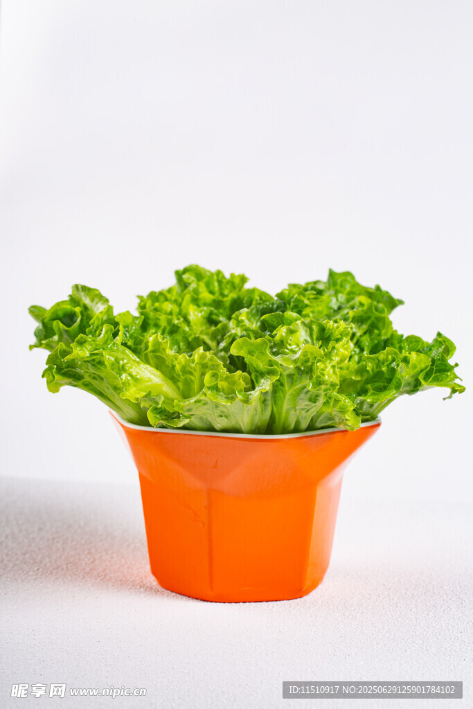 橙色花盆中的鲜嫩生菜