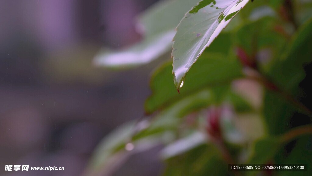 翠绿叶片特写