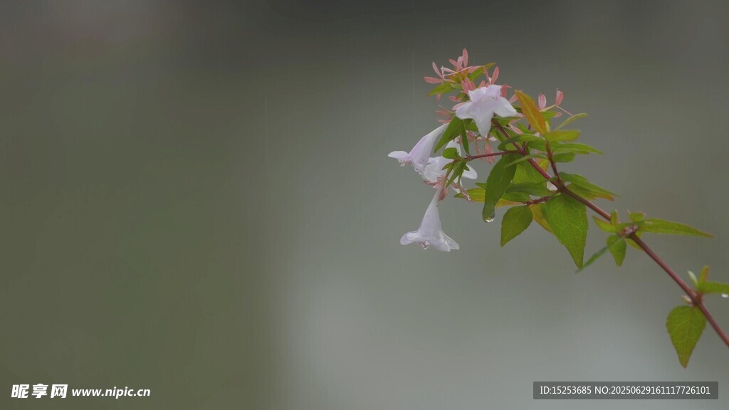 一枝素雅小花绽放