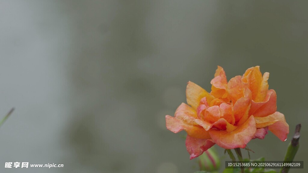 娇艳橙色花朵特写