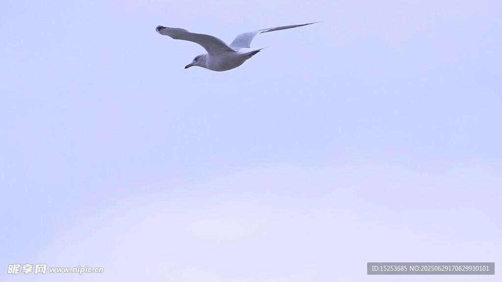 天空中飞翔的一只海鸟