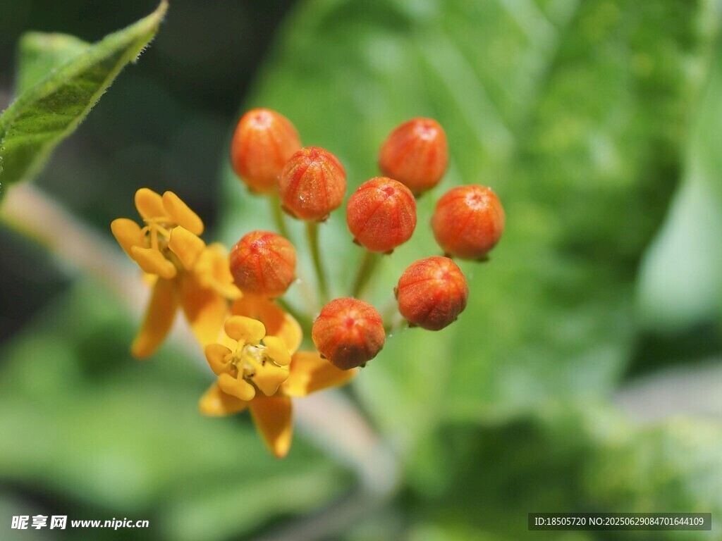 橙色小花绽放绿叶间