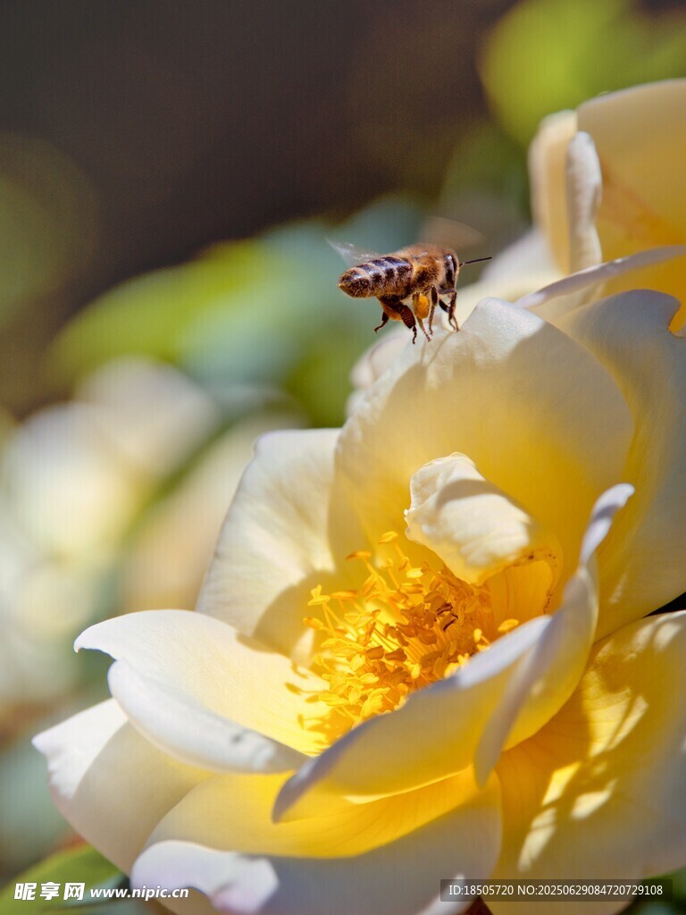 蜜蜂采蜜于黄白花朵间