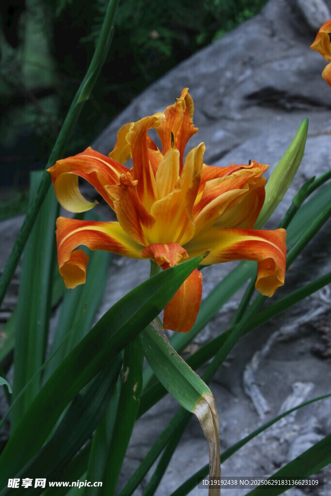 萱草 