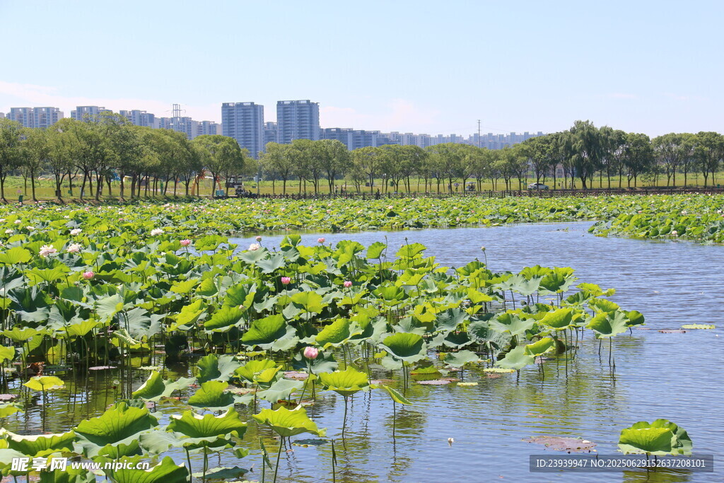 夏日荷塘美景