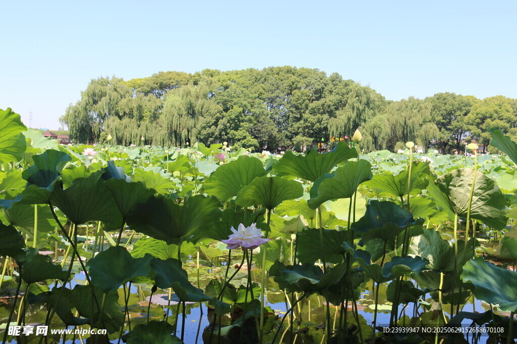 夏日荷塘美景