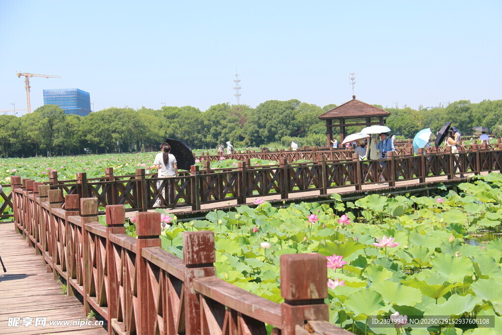 湖畔木栈道上的夏日风光