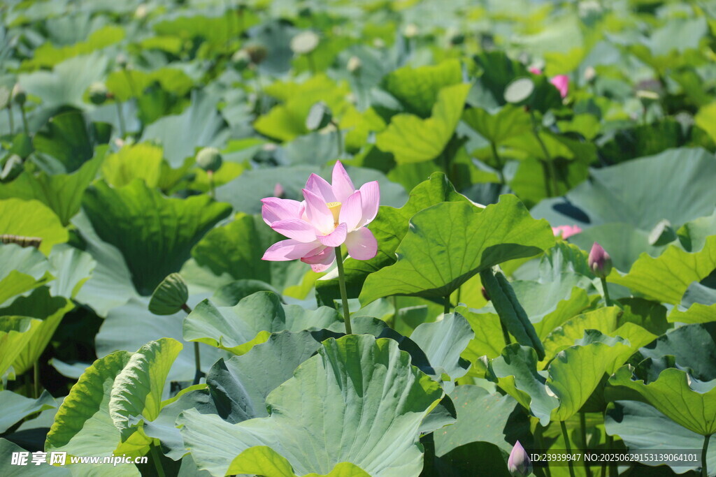 粉色荷花绽放于绿叶间