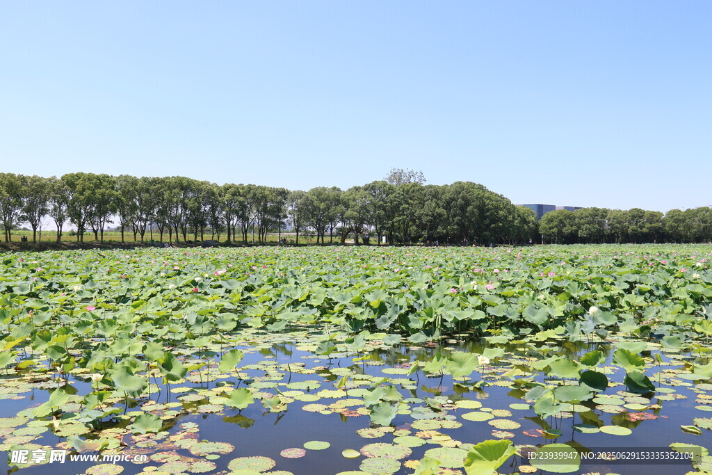 夏日荷塘美景