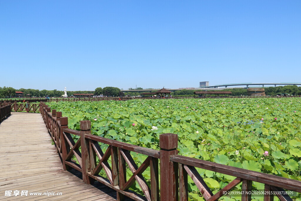 荷塘木径 夏日清新景致