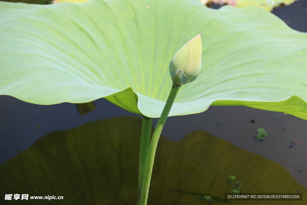 含苞待放的清新荷花