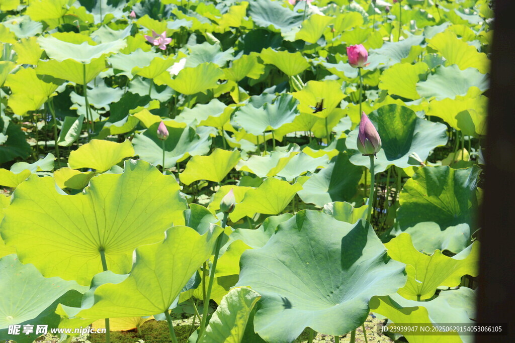 夏日荷塘绿意浓