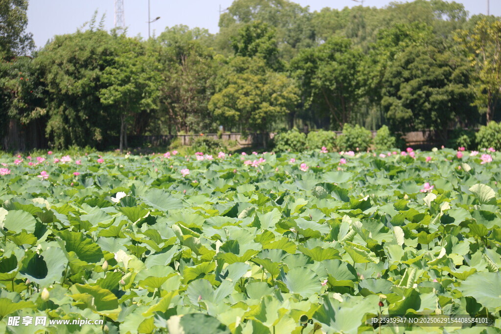 夏日荷塘绿意盎然