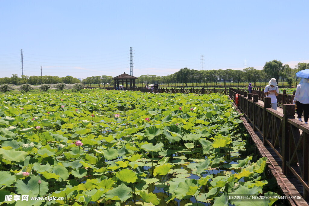 夏日荷塘栈道赏景