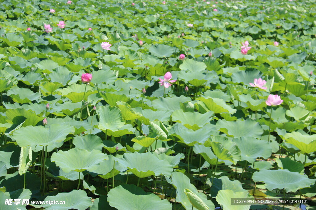 夏日荷花池中的绿意绽放