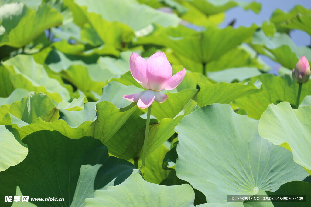 粉色荷花绽放于绿叶间