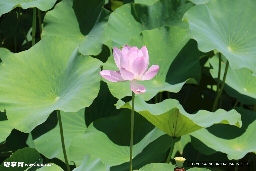 粉色荷花绽放于绿叶间