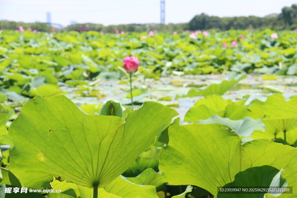 夏日荷塘