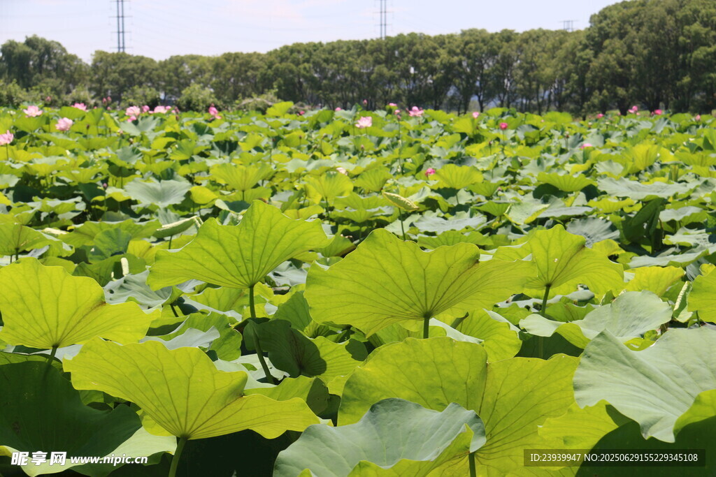 夏日荷塘绿意浓