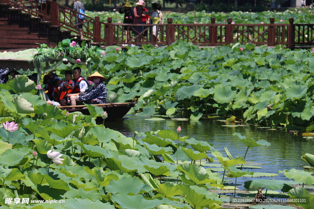 荷塘边的休闲场景