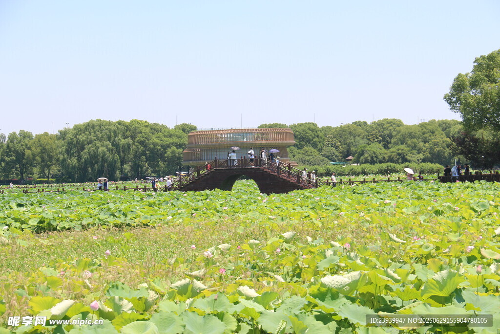 田园荷塘边的古朴小屋