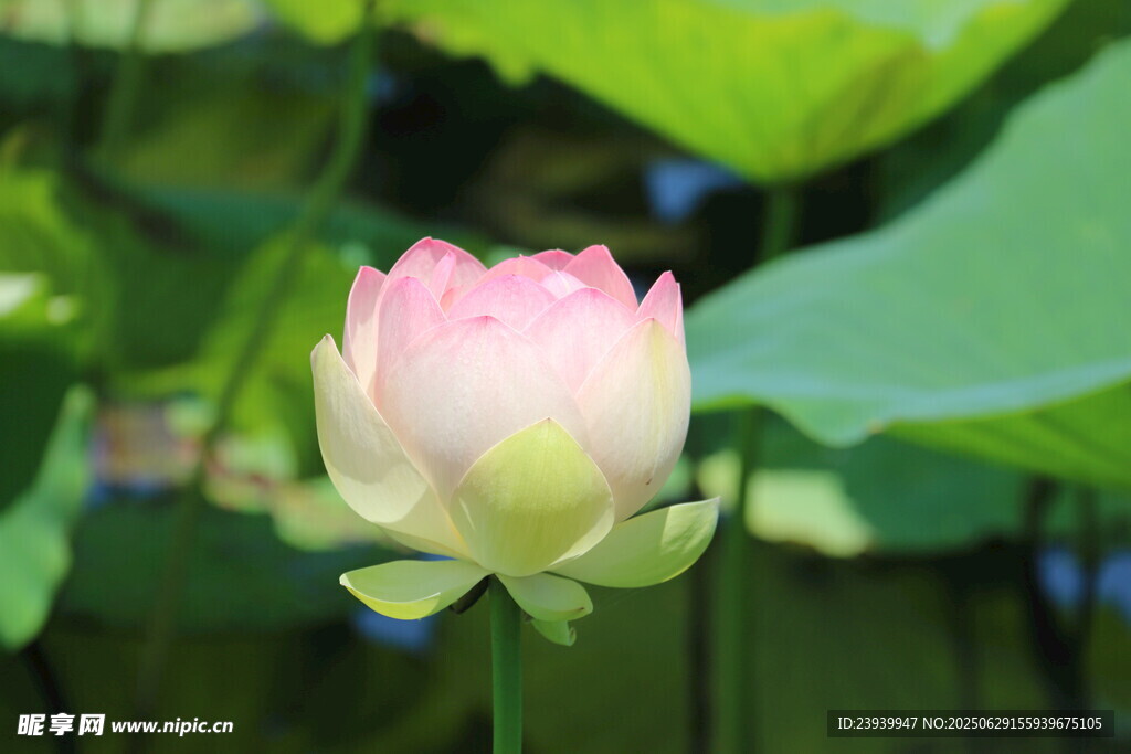 娇艳荷花绽放于绿叶间