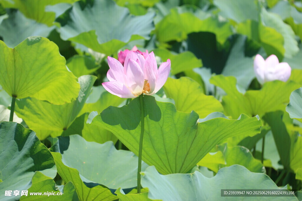 粉色荷花绽放于绿叶间