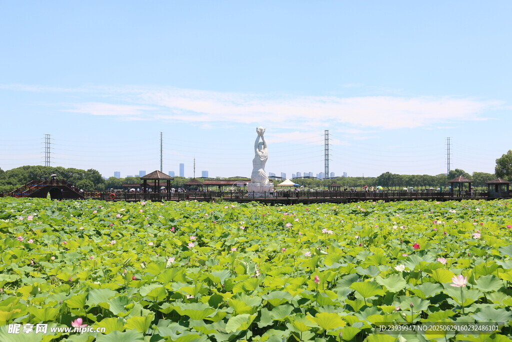 夏日荷塘风光