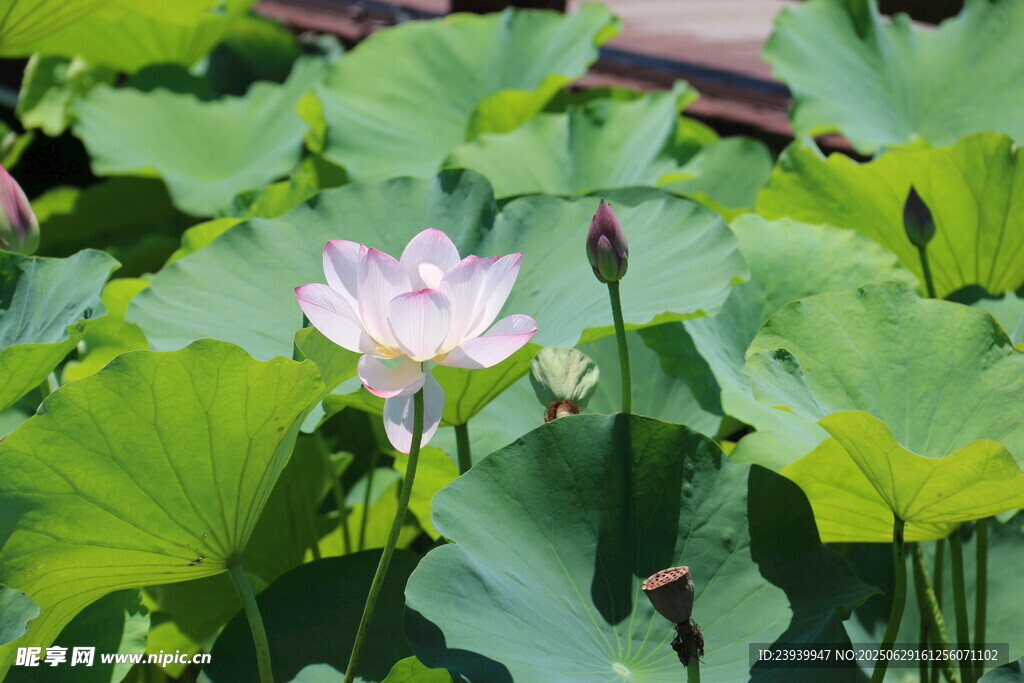 绽放的粉色荷花与荷叶
