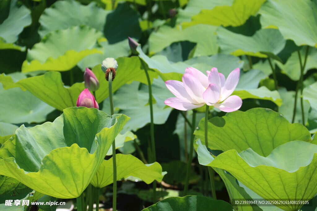 夏日荷花绽放于绿叶间