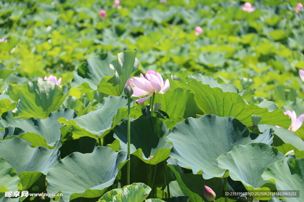 夏日荷塘绿意浓