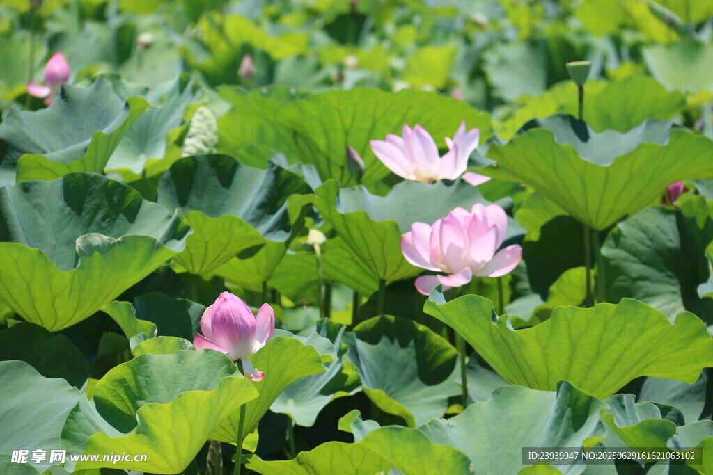 夏日荷塘绿意浓