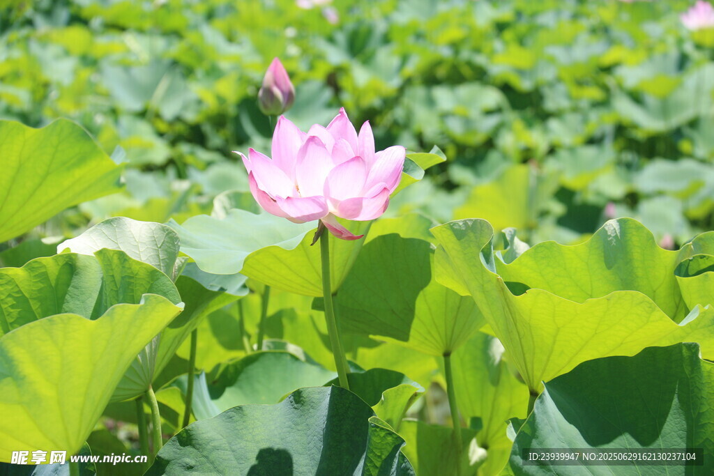 粉色荷花绽放于绿叶间