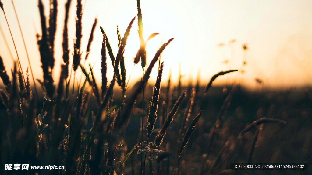 夕阳下的麦田美景